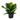 kalanchoe planta