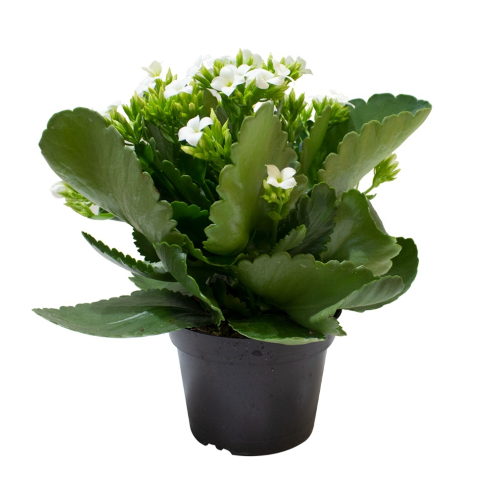 kalanchoe planta