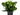 kalanchoe planta