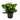 kalanchoe planta