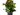 kalanchoe planta
