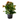 kalanchoe planta