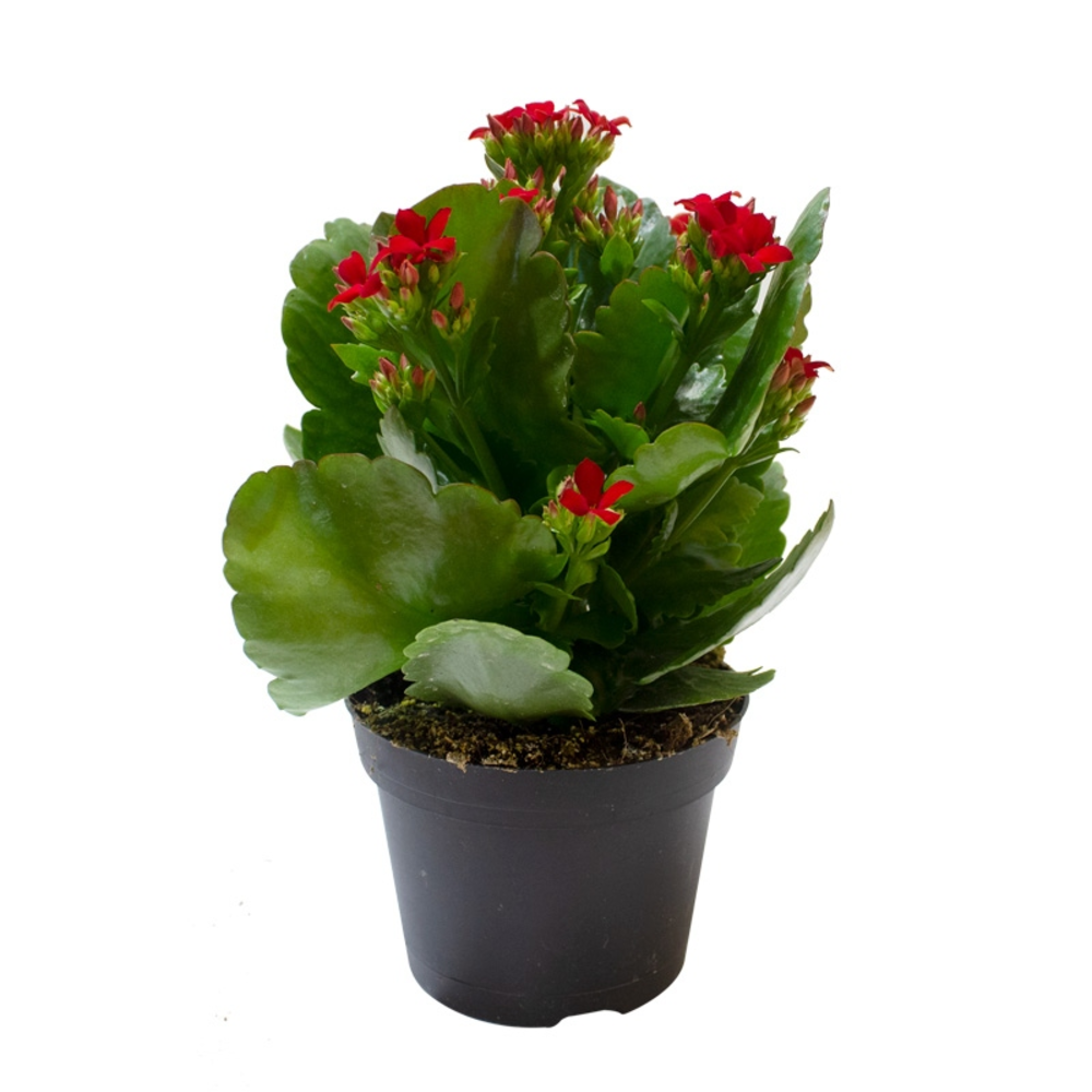 kalanchoe planta