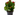 kalanchoe planta