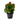 kalanchoe planta