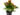 kalanchoe planta