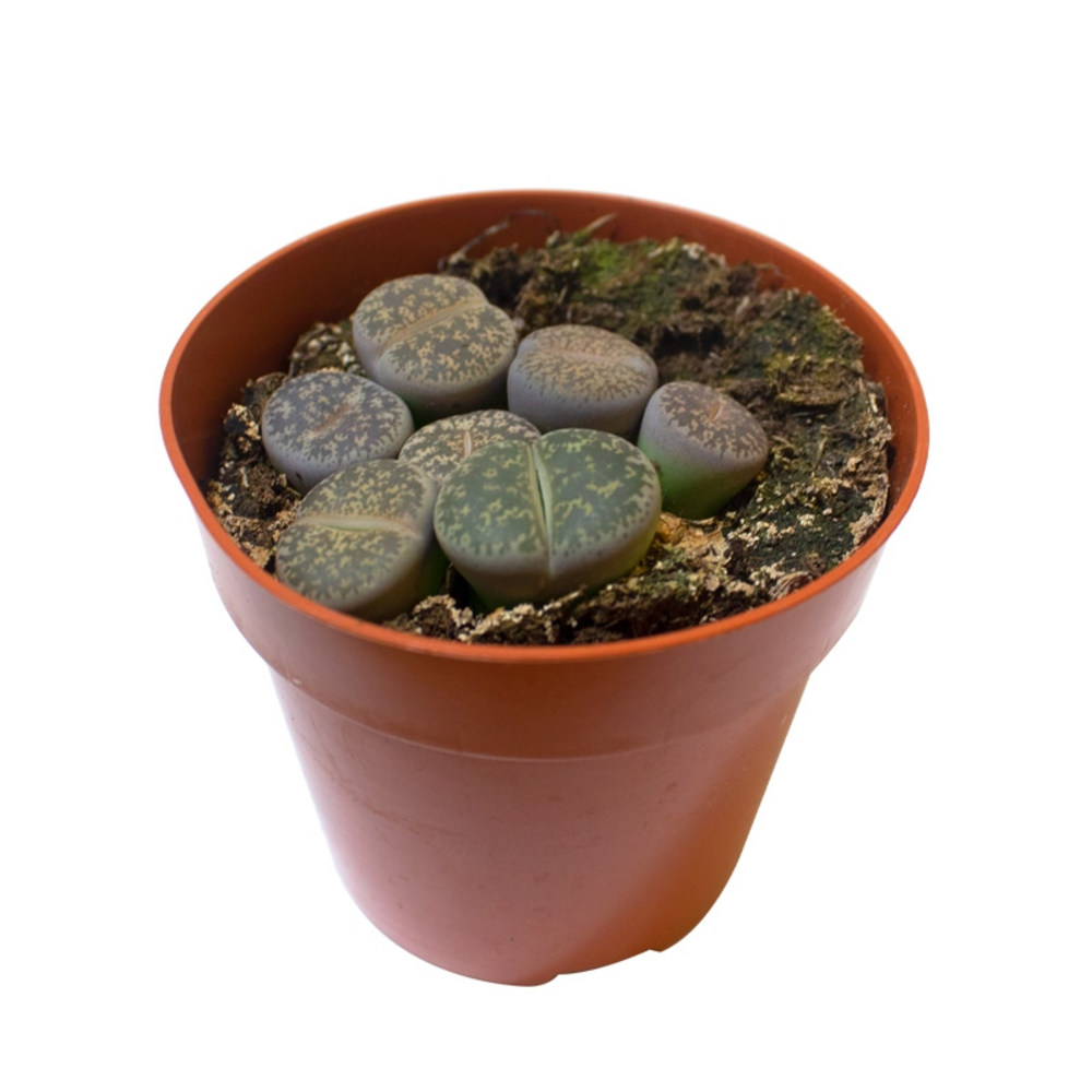 LITHOPS en maceta