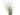 TILLANDSIA XL