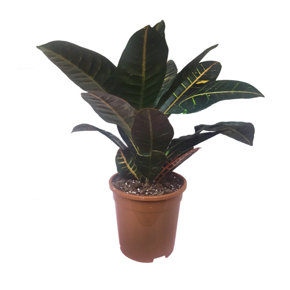 CROTON EXCELLENT MACETA 19CM