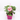 MIX FRESAS JARDINERA 40CM