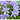 AGAPANTHUS VARIEDADES Maceta 1,5 Litros