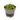 SEDUM EXTRA M-13 Maceta 13cm