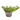 SEDUM EXTRA M-13 Maceta 13cm