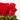 ONLY ROSES - (12 ROSAS)