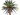 Spathiphyllum