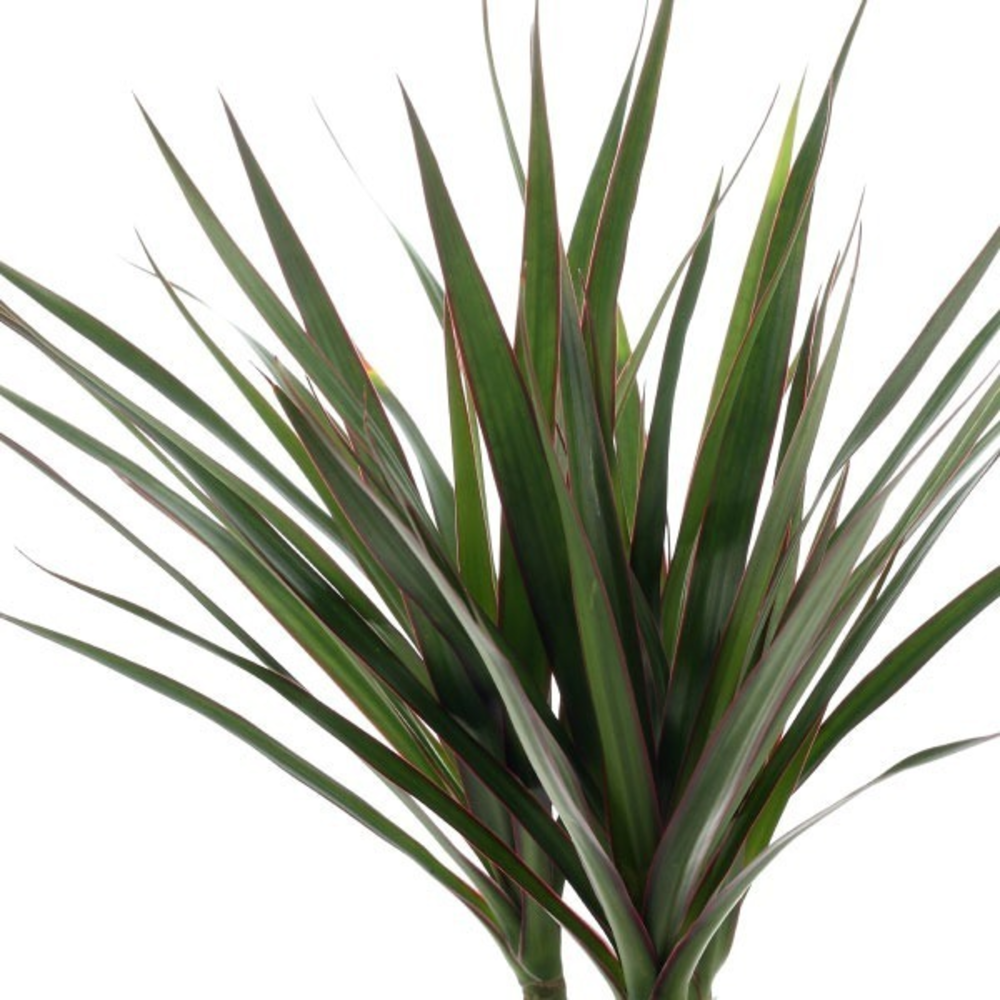DRACENA MARGINATA MACETA 10 LITROS