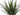 DRACENA MARGINATA MACETA 10 LITROS