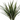 DRACENA MARGINATA MACETA 10 LITROS