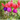 FUCHSIA MACETA 11CM