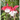 FUCHSIA MACETA 11CM