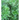 evonimus microphyllus