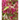 LOROPETALUM Maceta 3 litros
