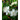 MIRTO