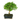BONSAI 5 AÑOS SURTIDO VARIADO